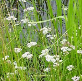 tubularffor1waterdropwortbritishflora