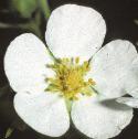 whitefflo1cinquefoil
