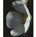 whitefflo2cinquefoil