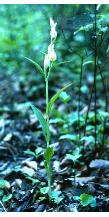 whiteffor1helleborine1a1