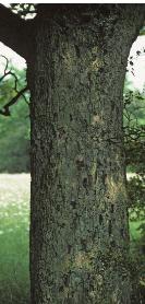 wildserviceffol3tree