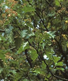 wildserviceffortree1