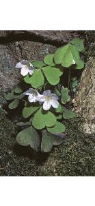 woodffor1sorrel