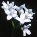 woodrufffflo