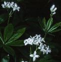 woodrufffflos