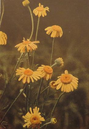 yellowchamomileanthemistinctoriacorke