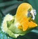yellowfflorattle