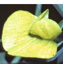 yellowfflo3vetchling