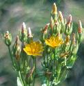 yellowffloswort