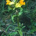 yellowfforrattle