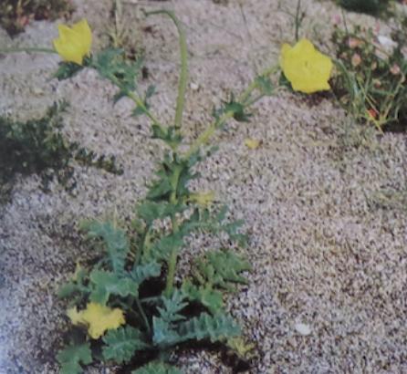 yellowhornedpoppyglauciumflavumpolunin