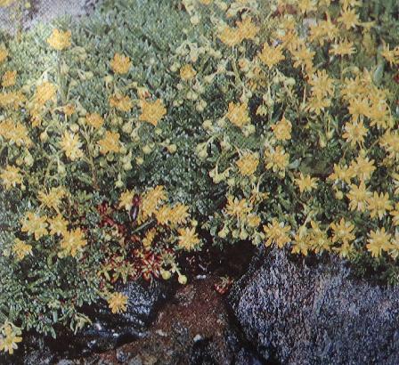 yellowmountainsaxifragesaxifragaaizoidespolunin