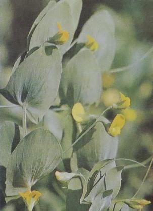 yellowvetchlinglathyrusaphacapolunin