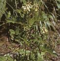 alpinefformilkvetch1