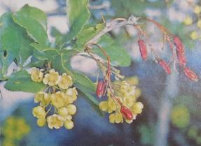 barberryberberisvulgarispolunin2a