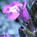 basilfflothyme