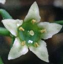 bastardfflotoadflax1