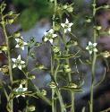 bastardffortoadflax