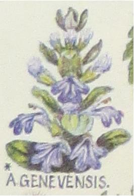 bluebugleajugagenevensismartin