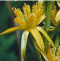bogffloasphodel