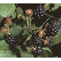 brambleffrus1