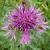 cgreaterfloknapweed1a