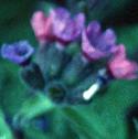 commonfflolungwort1