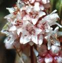commonfflosdodder1