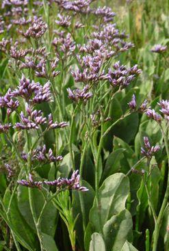 commonfflos1sealavenderbritishflora