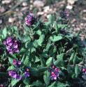 commonfforlungwort1