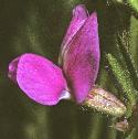 commonvetchfflo1a