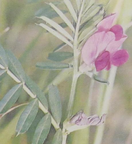 commonvetchviciasativepolunin