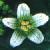cwhiteflobryony1a