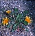 dandelionffor1a
