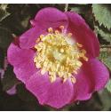 downyfflo1rose