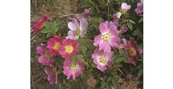 downyfflosrose