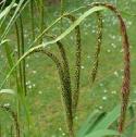 droopingfflosedgebritishflora1