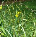 droopingfflossedgebritishflora1