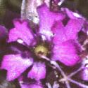 falpineflocatchfly