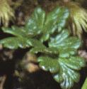 falpinefoltmeadowrue