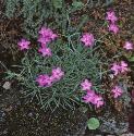fcheddarforpink