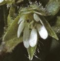 fcommonflo1chickweed
