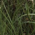 fcommonfolcottongrass
