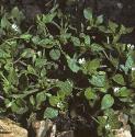 fcommonforchickweed