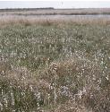 fcommonforcottongrass