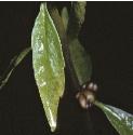 fcoralrootfolbittercress1