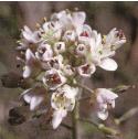 fcotswoldflopennycress