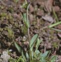 fcotswoldflospennycress1