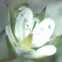 ffinefloleavedsandwort