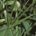 fgreaterfolstitchwort1